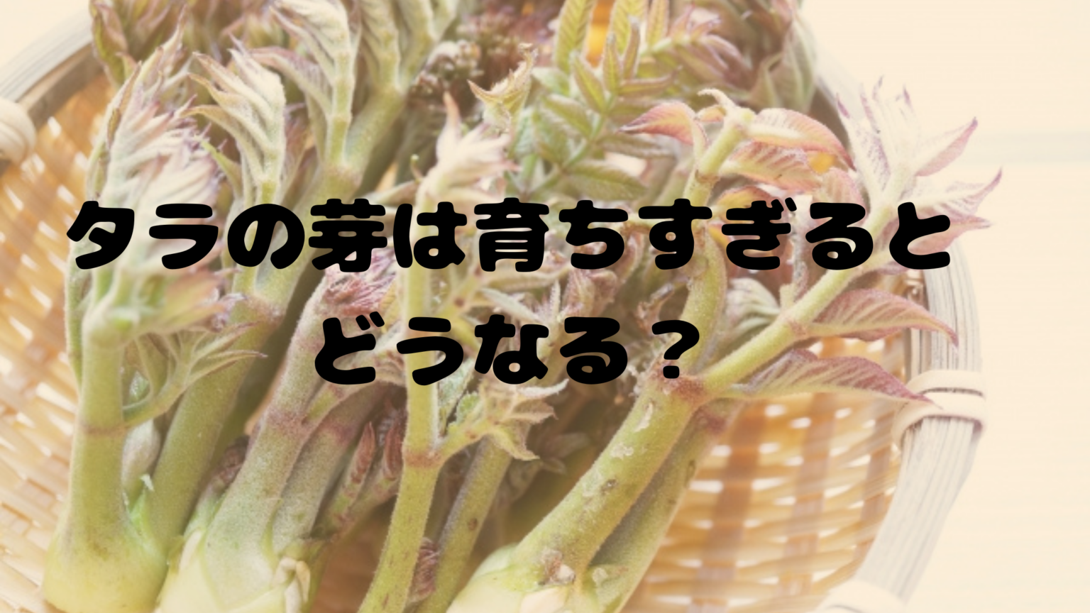 タラの芽が育ちすぎた!!トゲはどうなる?育ちすぎたタラの芽を美味しく食べるための対処法や食べ方を紹介♪ ちびっこ3人ママのリサーチ情報
